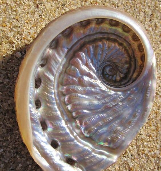 Perlamutra gliemežvāku komplekts