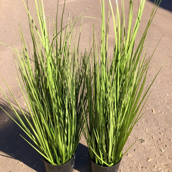 Makslīgā zāle podiņā.