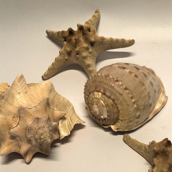 Dekoratīvu gliemežvāku un jūras zvaigžņu komplekts.