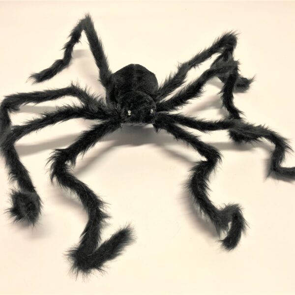 Spalvains zirneklis ar spīdošām acīm