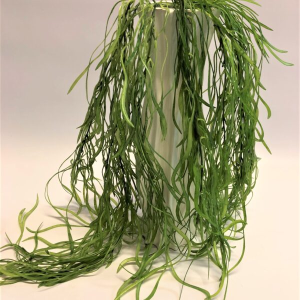 Nokarenas jūras aļģes gaiši zaļā krāsā.