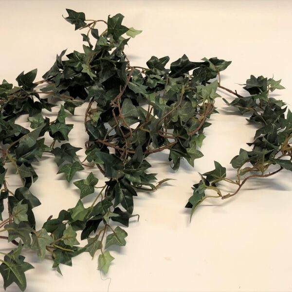 Tumšā efeja uz kāta.