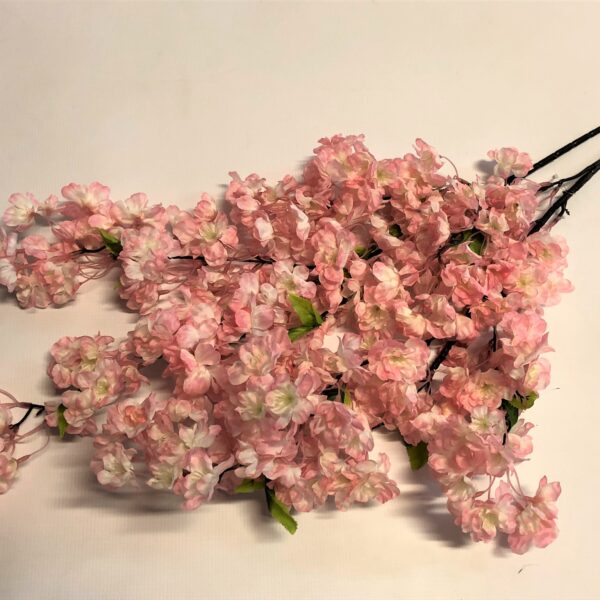 Sakuras zari ar maigi rozā ziediem.