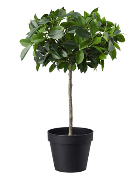 Mākslīgais fikuss puķupodā